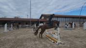 Pony da dressage 