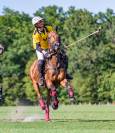 Jument de polo (11 ans) - horse-ball, loisirs, balades