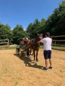 CHEVAL WELSH COB PP