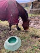 CHEVAL WELSH COB PP