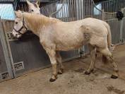 a vendre poney femelle ONC 10 ans