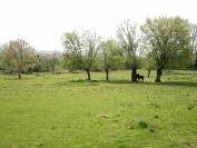 Prairie Cormeilles-en-Vexin