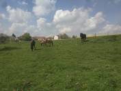 Prairie Cormeilles-en-Vexin