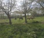 Prairie Cormeilles-en-Vexin