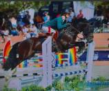 Súper poney de CSO welsh D 