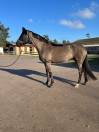 Jument - Hanovrienne - 2013 - 1,67m - Dressage