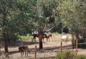 BASTIDE EXCEPTIONNELLE DANS LES COLLINES DE VALCROS 9 P