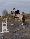 Poney de sport de 6ans 