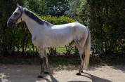 A vendre Lusitanien Dressage/Loisirs :