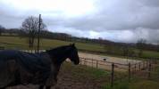 Pension cheval/poney au pré avec abri (87200)