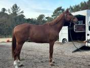 Cheval de sport - CSO - Potentiel 150 cm et plus  