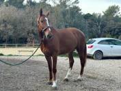 Cheval de sport - CSO - Potentiel 150 cm et plus  