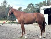 Cheval de sport - CSO - Potentiel 150 cm et plus  