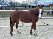 Poney à vendre (welsh x paint)