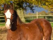 Welsh Cob/section D poulain pp , 2024