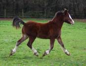 Welsh Cob/section D poulain pp , 2024