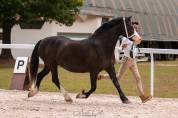 Welsh Cob/section D poulain pp , 2024