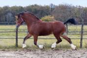 Welsh Cob/section D poulain pp , 2024