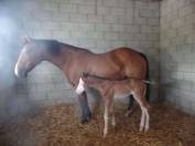 Lady Poulinière Quarter Horse