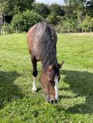 Magnifique hongre de 4 ans Franche-Montagne