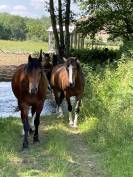 Magnifique hongre de 4 ans Franche-Montagne