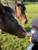 Magnifique hongre de 4 ans Franche-Montagne