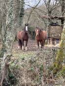 Magnifique hongre de 4 ans Franche-Montagne