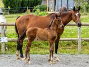 Poulain de dressage