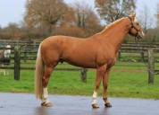 Karat-J &Eacute;talon Palomino Wielkopolski agr&eacute;e AES