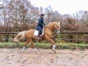 Karat-J &Eacute;talon Palomino Wielkopolski agr&eacute;e AES