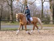 Karat-J &Eacute;talon Palomino Wielkopolski agr&eacute;e AES