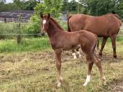 Poulinière hanovrienne Dressage