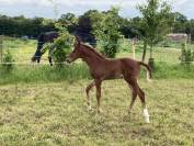 Poulinière hanovrienne Dressage