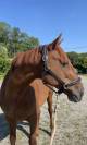 Cheval à vendre 17 ans