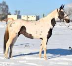 MAGNIFIQUE PAINT HORSE 