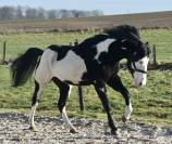 MAGNIFIQUE PAINT HORSE 