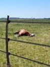 Haras des Blanpins 