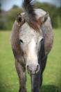 Pouliche welsh part bred