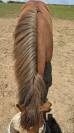 Gelding New Forest For sale 2024 Chesnut