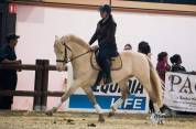 UBIWAN DES COLINES, Welsh cob agréé Welsh et PFS