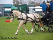 UBIWAN DES COLINES, Welsh cob agréé Welsh et PFS