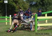 UBIWAN DES COLINES, Welsh cob agréé Welsh et PFS