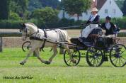 UBIWAN DES COLINES, Welsh cob agréé Welsh et PFS