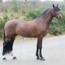 SWYN BARRADE, étalon Welsh cob agréé Welsh & PFS