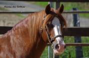 JERRY LEE DE LACHEM, Welsh Cob, agréé Welsh,PFS,Pottok