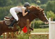 JERRY LEE DE LACHEM, Welsh Cob, agréé Welsh,PFS,Pottok