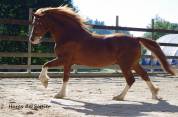 JERRY LEE DE LACHEM, Welsh Cob, agréé Welsh,PFS,Pottok