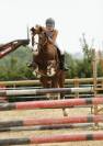 JERRY LEE DE LACHEM, Welsh Cob, agréé Welsh,PFS,Pottok