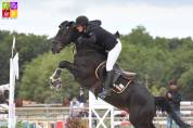 MILORD DES CHOUANS, étalon Welsh Cob agréé Welsh et PFS