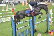 MILORD DES CHOUANS, étalon Welsh Cob agréé Welsh et PFS